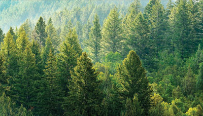 Features-Forest